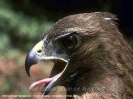Animals_5