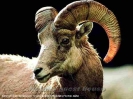 Animals_6