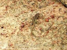 Animals_7