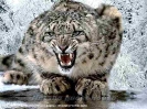 Animals_8