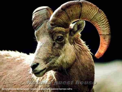 Animals_6