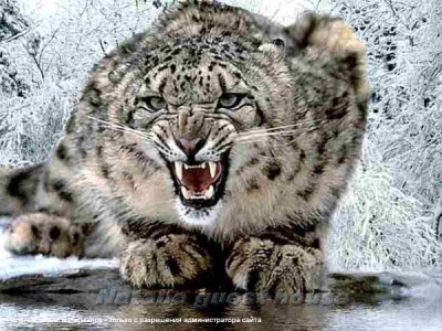 Animals_8